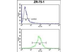 CHIA Antibody (N-term) (ABIN653343 and ABIN2842827) FC analysis of ZR-75-1 cells (bottom histogram) compared to a negative control cell (top histogram). (CHIA antibody  (N-Term))