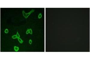 Immunofluorescence analysis of LOVO cells, using HRH4 Antibody. (HRH4 antibody  (AA 221-270))
