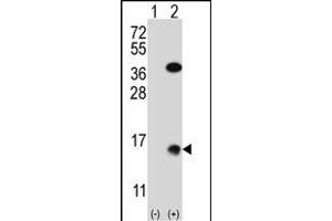 Western blot analysis of SUMO2 (arrow) using rabbit polyclonal SUMO2 Antibody (M1) (Xenopus) (ABIN650620 and ABIN2846005). (SUMO2 antibody  (N-Term))