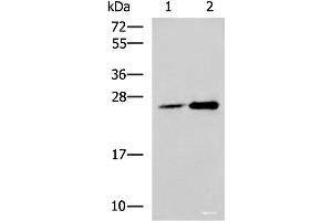 DGCR6L antibody