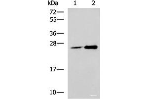Western blot analysis of 293T cell lysates using DGCR6L Polyclonal Antibody at dilution of 1:800