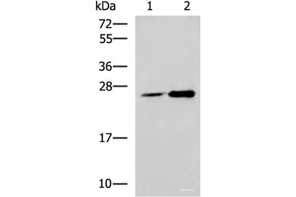 DGCR6L anticorps