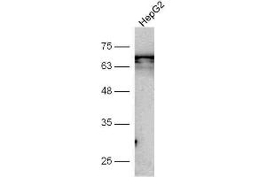 HepG2 cell lysate probed with Anti-GSDMA Polyclonal Antibody, Unconjugated  at 1:5000 for 90 min at 37˚C. (Gasdermin A antibody  (AA 21-120))