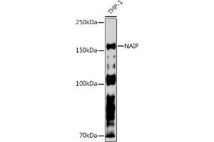 NAIP antibody