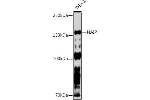 Western blot analysis of extracts of THP-1 cells, using NAIP Rabbit mAb (ABIN7268931) at 1:500 dilution. (NAIP antibody)