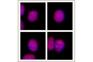 PRMT2 antibody (pAb) tested by Immunofluorescence. (PRMT2 antibody  (N-Term))