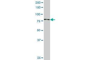 RPS6KA3 antibody  (AA 2-95)