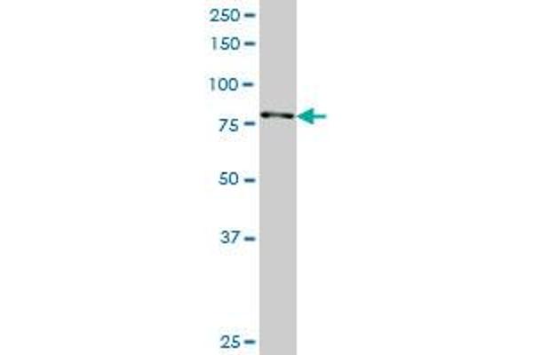 RPS6KA3 antibody  (AA 2-95)