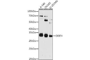 Western blot analysis of extracts of various cell lines, using DDIT4 antibody (ABIN6130875, ABIN6139466, ABIN6139468 and ABIN7101822) at 1:1000 dilution. (DDIT4 antibody  (AA 1-232))