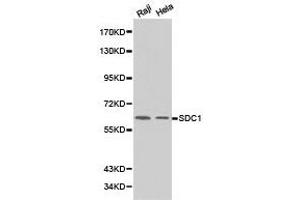 Western Blotting (WB) image for anti-Syndecan 1 (SDC1) antibody (ABIN1874708) (Syndecan 1 antibody)