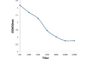 Antigen: 0. (KCND1 antibody  (AA 301-400))