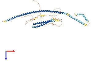 Transmembrane and Coiled-Coil Domain Family 3 (TMCC3) (AA 1-477) protein (His tag)