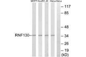 Western Blotting (WB) image for anti-Ring Finger Protein 130 (RNF130) (AA 231-280) antibody (ABIN2890718) (RNF130 antibody  (AA 231-280))