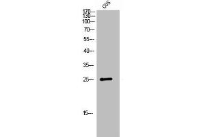 Western Blot analysis of COS7 cells using GPR40 Polyclonal Antibody