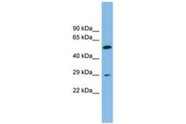 TM4SF20 antibody  (AA 107-156)