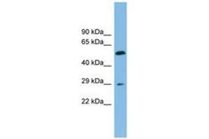 Image no. 1 for anti-Transmembrane 4 L Six Family Member 20 (TM4SF20) (AA 107-156) antibody (ABIN6744870) (TM4SF20 antibody  (AA 107-156))