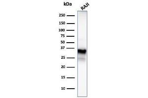 Western Blot Analysis of Raji cell lysate using CD20 Mouse Monoclonal Antibody (MS4A1/3409).