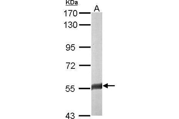 FAM126A antibody