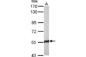 FAM126A antibody