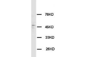 HRH3 Polyclonal Antibody (HRH3 antibody  (C-Term))