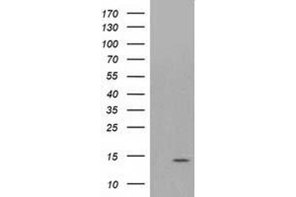 ATP6V1F antibody