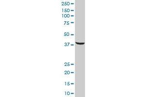 SRSF5 antibody  (AA 1-272)