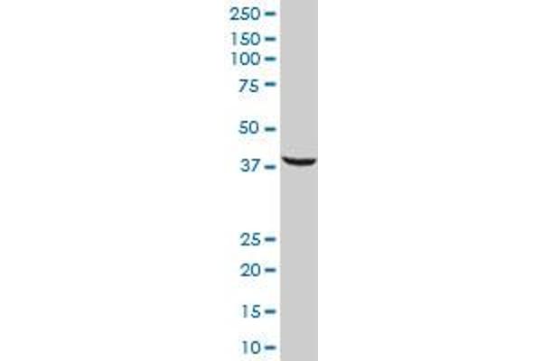 SRSF5 antibody  (AA 1-272)