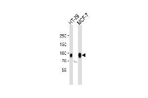 Western blot analysis of lysates from HT-29, MCF-7 cell line (from left to right), using CAGE1 Antibody (N-term) (ABIN6242988 and ABIN6577647). (CAGE1 antibody  (N-Term))