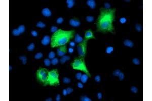 Anti-PSMD2 mouse monoclonal antibody (ABIN2454797) immunofluorescent staining of COS7 cells transiently transfected by pCMV6-ENTRY PSMD2 (RC203204). (PSMD2 antibody)