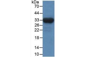 WB of Protein Standard: different control antibodies against Highly purified E. (IDH1 CLIA Kit)