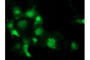 Anti-SPR mouse monoclonal antibody (ABIN2453680) immunofluorescent staining of COS7 cells transiently transfected by pCMV6-ENTRY SPR (RC205679). (SPR antibody)