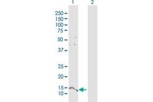 Western Blot analysis of PTMS expression in transfected 293T cell line by PTMS MaxPab polyclonal antibody. (Parathymosin antibody  (AA 1-102))