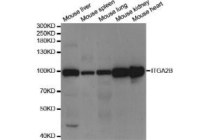 Western blot analysis of extracts of various cell lines, using ITGA2B antibody (ABIN5973318) at 1/1000 dilution. (Integrin Alpha2b antibody)