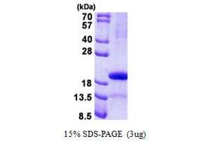 Image no. 1 for Progestagen-Associated Endometrial Protein (PAEP) protein (His tag) (ABIN1098567) (PAEP Protein (His tag))