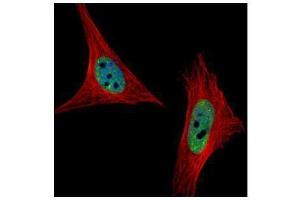 ICC/IF Image Confocal immunofluorescence analysis (Olympus FV10i) of paraformaldehyde-fixed HeLa, using SNRPA, antibody (Green) at 1:500 dilution. (SNRPA1 antibody  (C-Term))