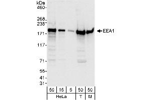 Western Blotting (WB) image for anti-Early Endosome Antigen 1 (EEA1) (AA 175-225) antibody (ABIN7451749)