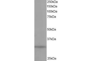 Western Blotting (WB) image for anti-Phosphatidylinositol Transfer Protein, alpha (PITPNA) (C-Term) antibody (ABIN2465272) (PITPNA antibody  (C-Term))
