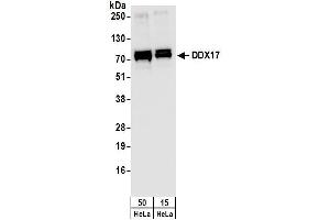 Western Blotting (WB) image for anti-DEAD (Asp-Glu-Ala-Asp) Box Polypeptide 17 (DDX17) (C-Term) antibody (ABIN7449385) (DDX17 antibody  (C-Term))