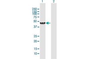 Western Blot analysis of NR1I2 expression in transfected 293T cell line by NR1I2 MaxPab polyclonal antibody.