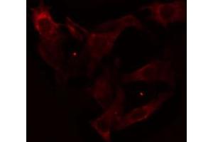 ABIN6274658 staining Hela cells by IF/ICC.