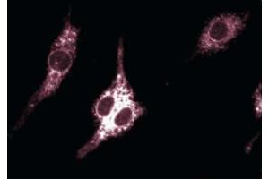 Immunofluoresence staining of mouse macrophages. (PTGS2 antibody  (AA 368-604))