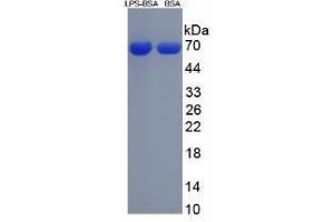 Image no. 3 for Lipopolysaccharides (LPS) peptide (BSA) (ABIN5665985) (Lipopolysaccharides (LPS) peptide (BSA))