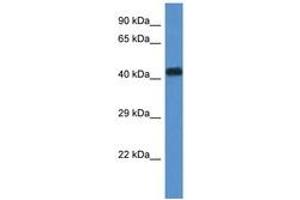 Image no. 1 for anti-WD Repeat Domain 77 (WDR77) (N-Term) antibody (ABIN6744300) (WDR77 antibody  (N-Term))