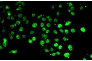 Immunofluorescence analysis of MCF7 cells using GABPB1 Polyclonal Antibody (GABPB1 antibody)