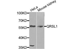 Western blot analysis of extracts of various cells, using QRSL1 antibody. (QRSL1 antibody)