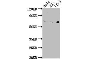 EXOC7 antibody  (AA 521-735)