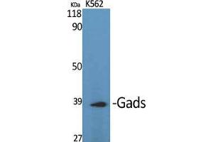 Western Blot (WB) analysis of specific cells using Gads Polyclonal Antibody. (GRAP2 antibody  (Internal Region))
