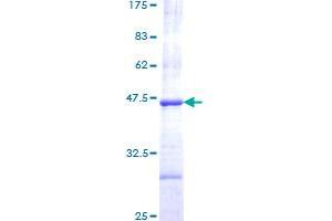 Image no. 1 for Caspase 3 (CASP3) (AA 176-277) protein (GST tag) (ABIN1348105)