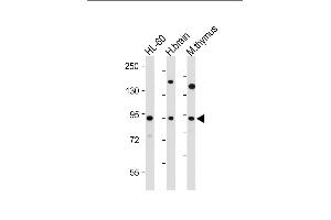 All lanes : Anti-ENASE Antibody (Center) at 1:2000 dilution Lane 1: HL-60 whole cell lysate Lane 2: human brain tissue lysate Lane 3: mouse thymus tissue lysate Lysates/proteins at 20 μg per lane. (ENGASE antibody  (AA 326-354))