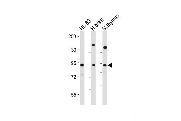 ENGASE anticorps  (AA 326-354)